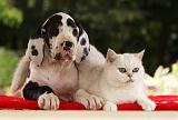 DOGUE ALLEMAND ET CHAT 030